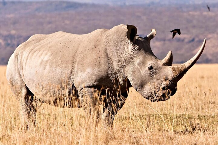 Full Day Isimangaliso Wetlands Park Tour From Durban - Photo 1 of 11